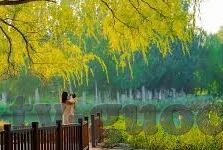 av人妻系列-探索AV人妻系列，现实与幻想的边界