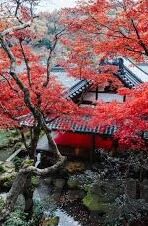 麻豆传媒白晶晶-麻豆传媒与白晶晶，光影背后的故事